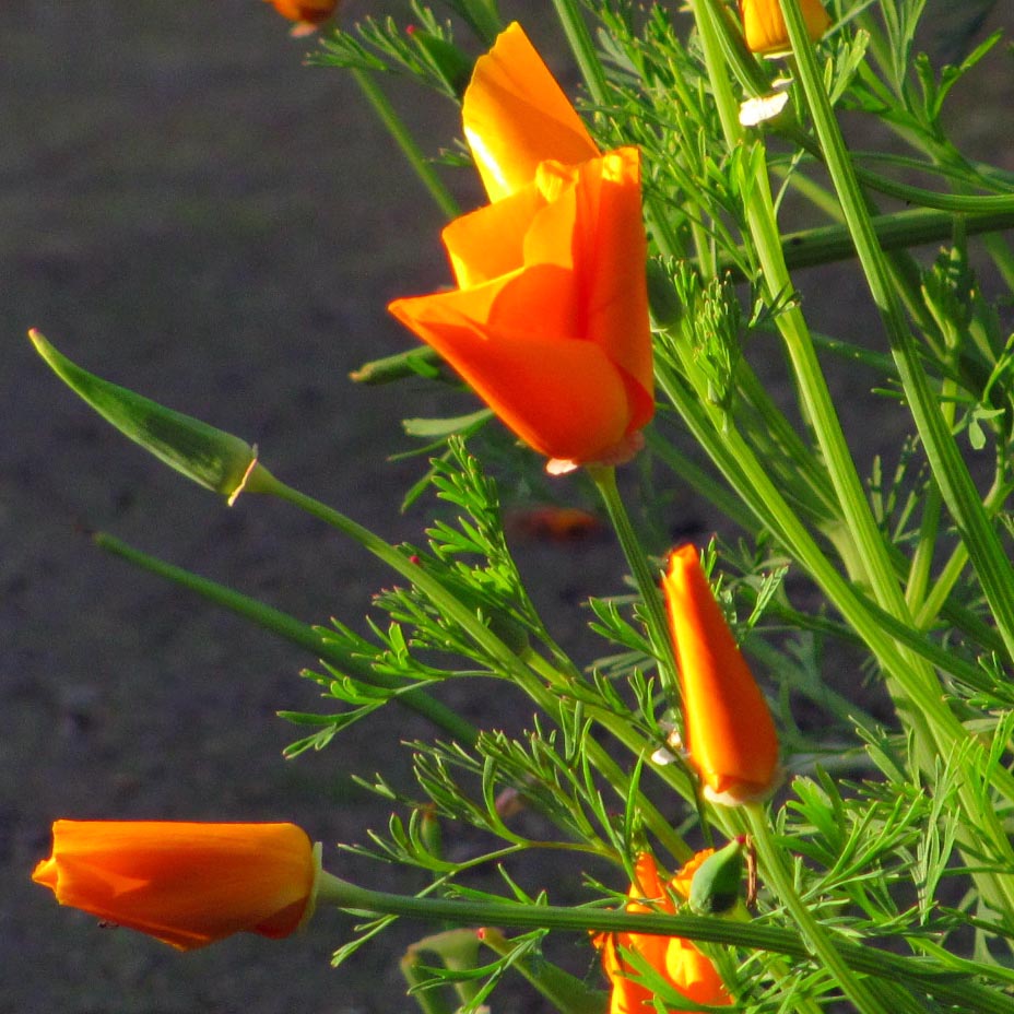 Fleurs des Chartreuses : pavot de californie