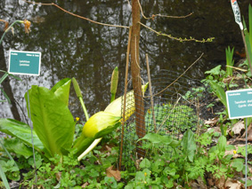 Etiquetage botanique desvégétaux de l'île verte dans les jardins du château de Canon