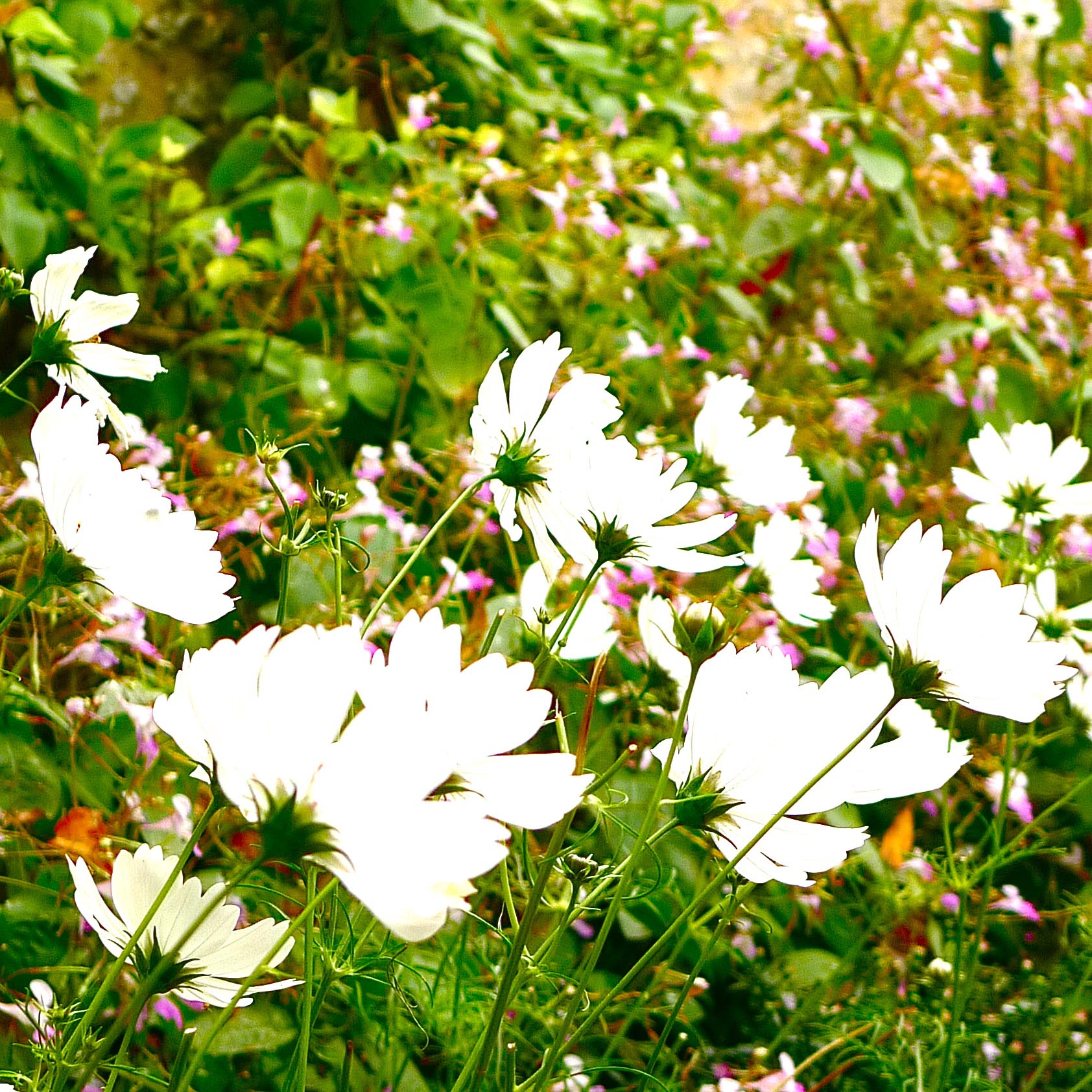 Fleurs des Chartreuses : les cosmos blancs