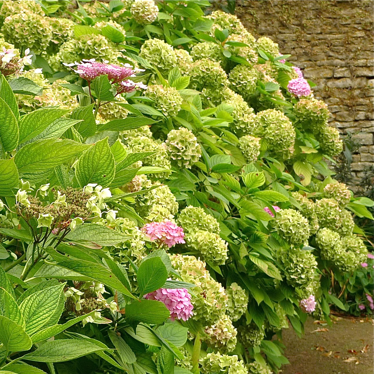 Fleurs des Chartreuses : Hortensia