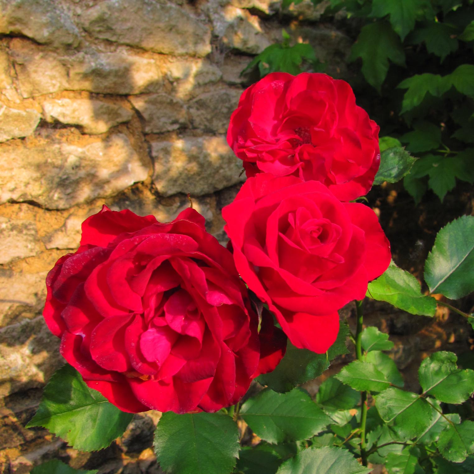 Fleurs des Chartreuses : Roses rouges