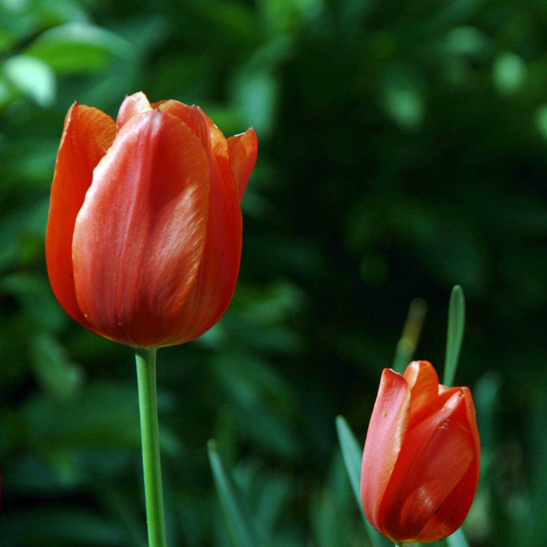 Fleurs des chartreuses : tulipe
