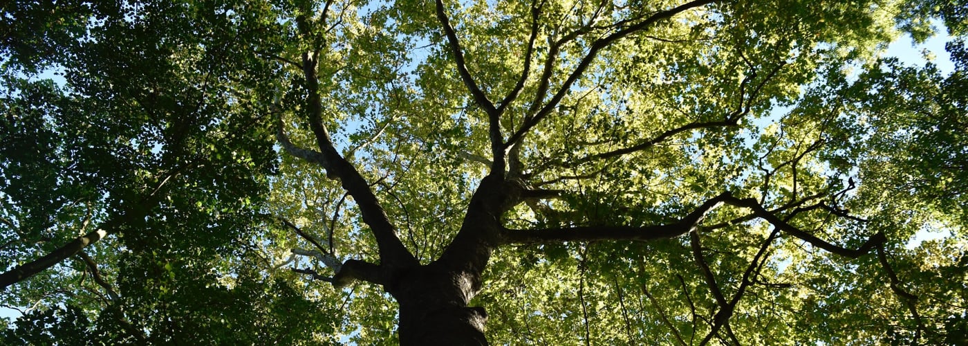 Remarkable trees
