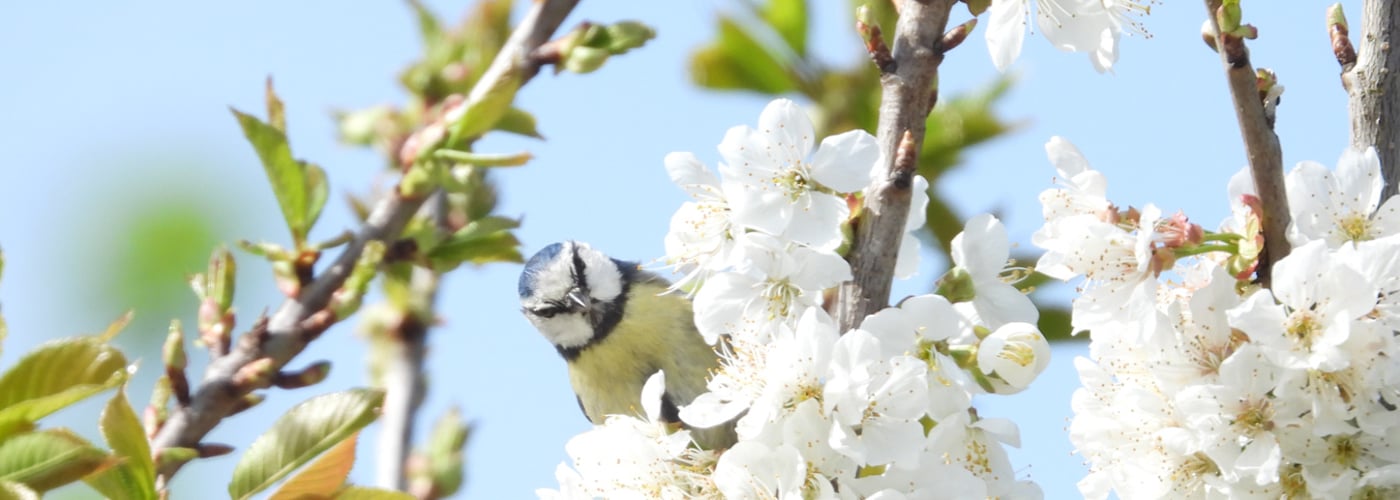 Biodiversity
